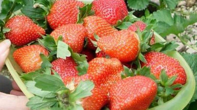 Stroberi
