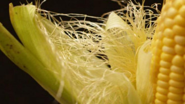 Ilustrasi Jagung