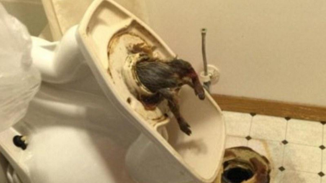 Tikus besar terjebak di kloset