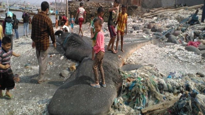 Ikan hiu Paus yang terdampar di Pantai Kenjeran Surabaya