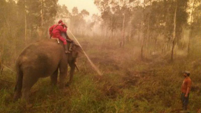 Gajah di Sumatera Selatan yang ditugaskan memadamkan api