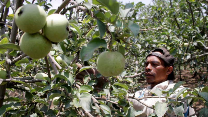 petani apel di batu malang