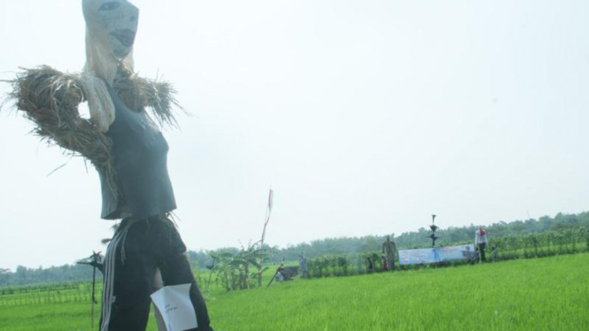 festival Memedi sawah