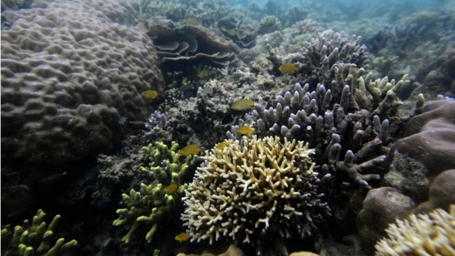 Wisata Bahari Morotai