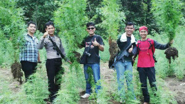 Penemuan ladang ganja di Sumatera Selatan