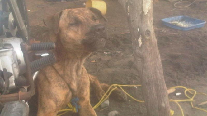 Si Boy, anjing yang suka menirukan suara azan
