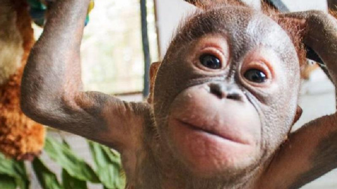 orangutan