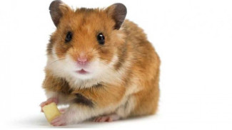 Empat Kesalahan Pemula dalam Merawat Hamster
