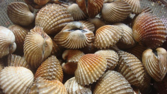 Ilustrasi Kerang