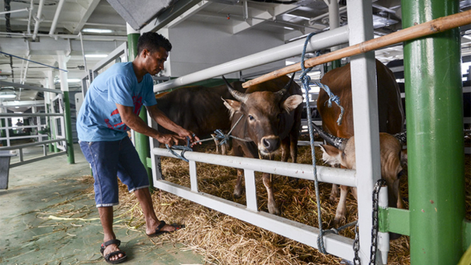 Sapi NTT tiba di Jakarta