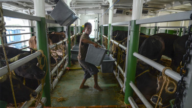 Sapi NTT tiba di Jakarta.