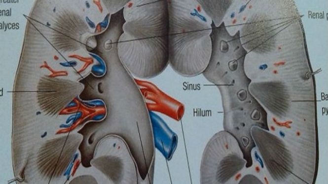 Ilustrasi ginjal.