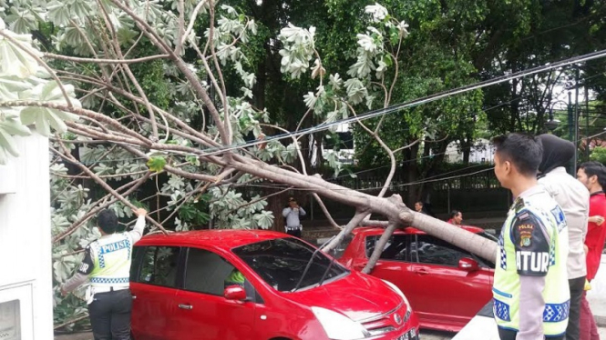 Mobil tertimpa pohon