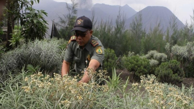 Bunga edelweis yang mekar di resort Cemara lawang