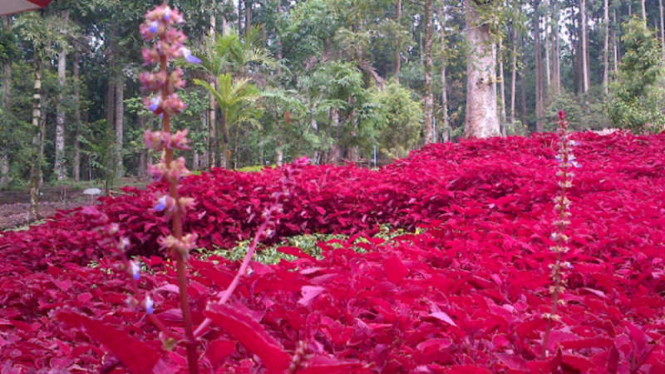 Kebun Raya Baturraden 