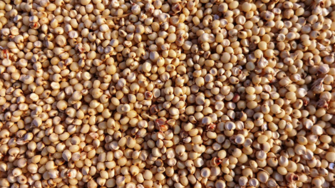 Sorghum