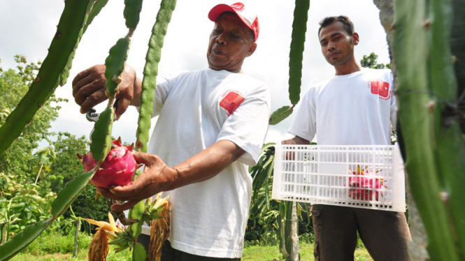 Pitaya adalah nama lain dari buah naga yang berasal dari tanaman jenis kaktus