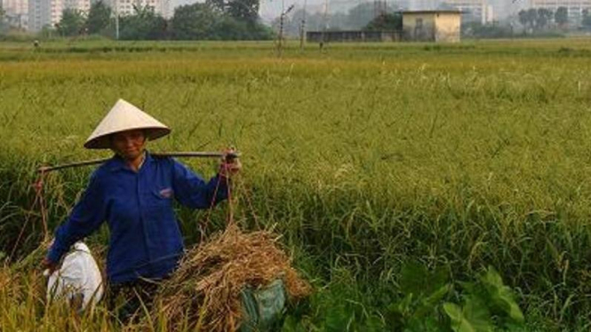 Ilustrasi petani.