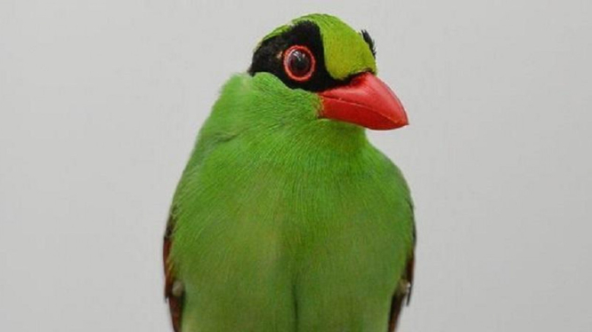 Burung Murai Hijau Jawa
