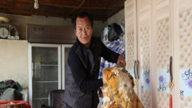 Jamur Tai Sui