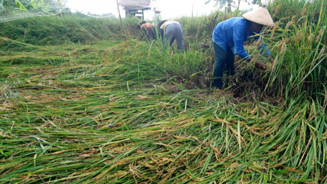 Petani memanen padi