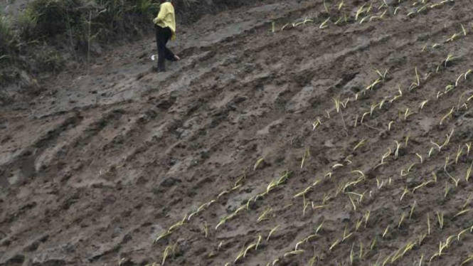 Lahan kentang di Malang