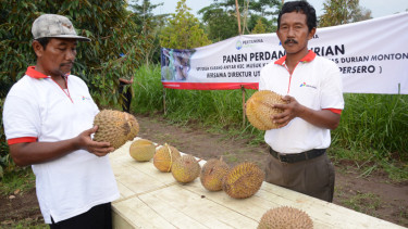 Manisnya Durian Monthong Desa Karanganyar
