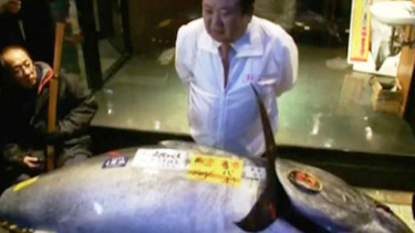 Ikan Tuna Sirip Biru Raksasa