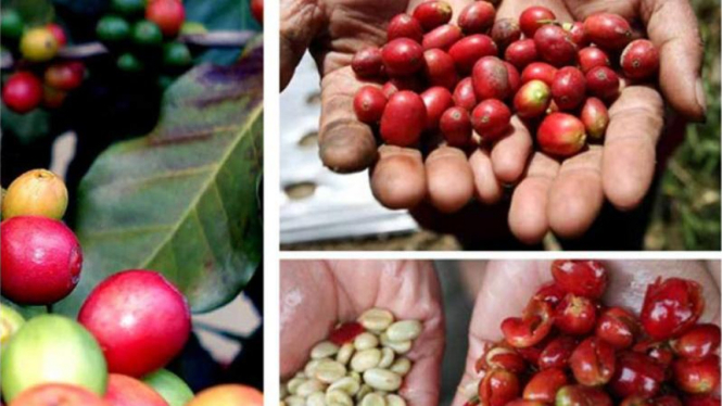 Biji kopi Indonesia