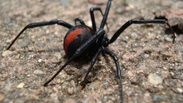 Laba-laba red back.