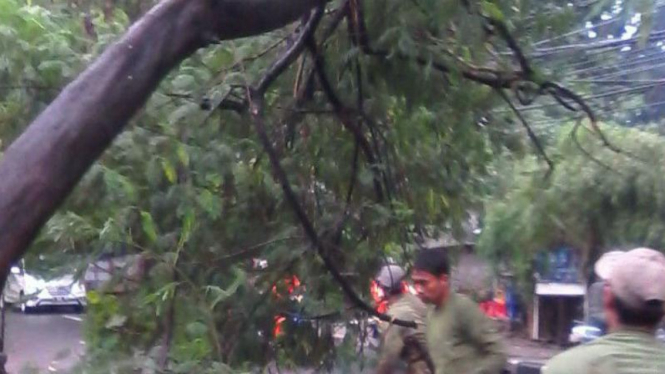 Pohon tumbang