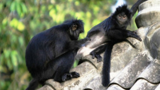 Mengenal Lutung Budeng, Si Hitam Berekor Panjang