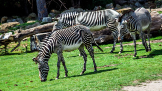 Perjuangan Dramatis Zebra Melawan Buaya Raksasa