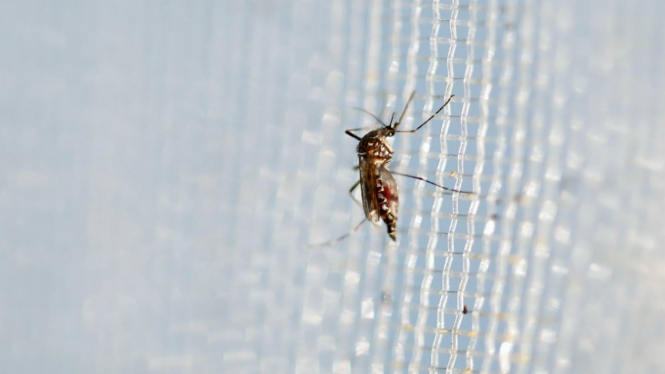 Nyamuk aedes aegypti
