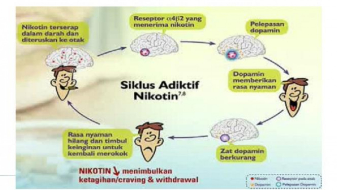 Siklus nikotin.