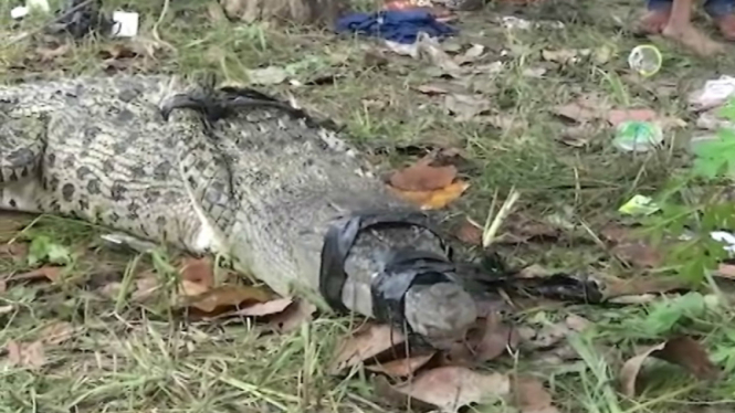 Buaya Berkeliaran di Permukiman warga pasca banjir di Pangkalpinang