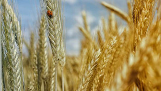 Bahan Makanan Bebas Gluten Mengandung Arsenik, Benarkah?
