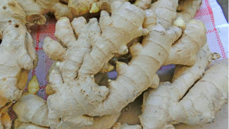 Khasiat Menakjubkan Jahe untuk Menurunkan Berat Badan