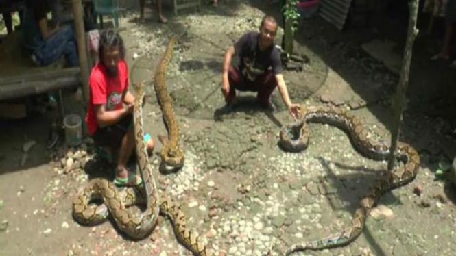 Wanto Goweng, peternak Ular Piton di Kebumen, Jawa Tengah.