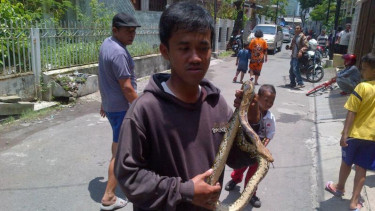 Salah satu ular piton yang ditangkap warga Jalan Anggrek, Kota Semarang, Jawa Tengah, pada Rabu, 24 Februari 2016.
