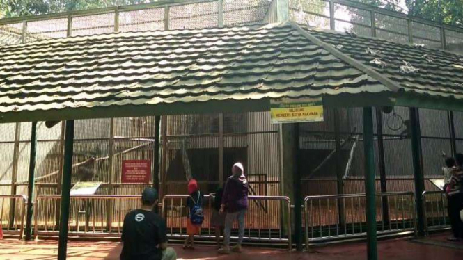 Foto kandang monyet di Ragunan, Jakarta (9/3/2016)