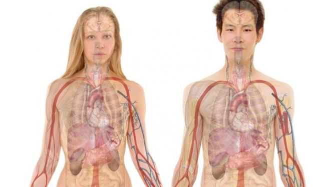 Ilustrasi organ tubuh.