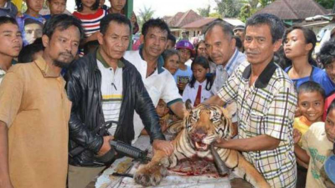 Warga Desa Silantong Julu Kecamatan Pangaribuan Kabupaten Tapanuli Utara Sumatera Utara, Rabu 9 Maret 2016, bersama kepolisian setempat menunjukkan harimau yang telah dibunuh.