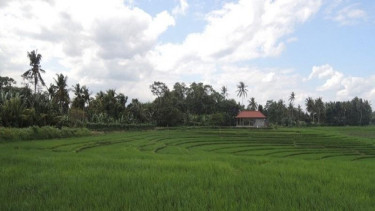Ilustrasi tanah sawah.