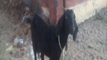Kambing