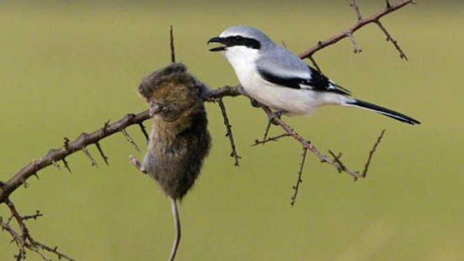 Shrike, burung kecil pemilik hasrat membunuh yang besar.