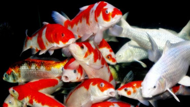 Ilustrasi ikan.