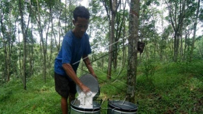Buruh kebun menuangkan getah karet hasil sadapan