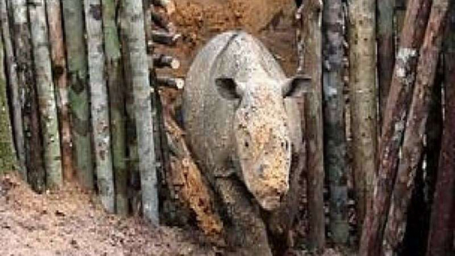 Badak Sumatra langka