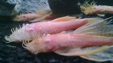 Ikan gua dengan nama Cryptotora Thamicola